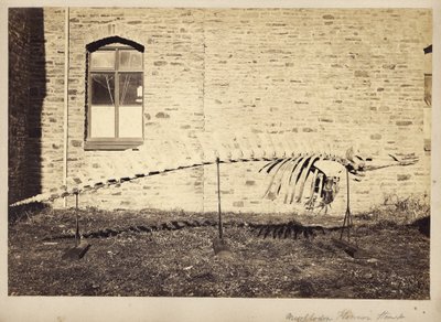 Mesoplodon Floweri Haast, finales de 1870 de Unbekannt Unbekannt